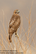 HAWKS, EAGLES, OSPREY